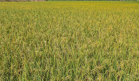 பொன் விளையும் பூமி வேண்டுமா?