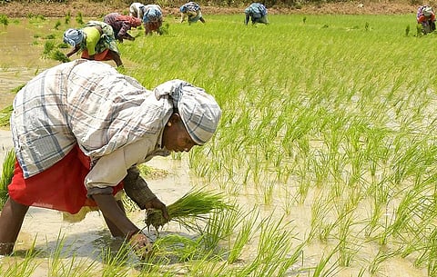 முழு அளவில் பயிர்க் காப்பீடு செய்ய விவசாயிகளிடம் வலியுறுத்த வேண்டும்: அதிகாரிகளுக்கு அமைச்சர் அறிவுறுத்தல்