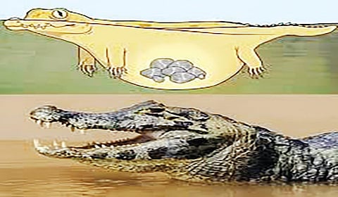 நீர்வாழ் உயிரினங்களும் அர்கிமிடிஸ் விதியும் | இயற்கையில் அறிவியல் 03