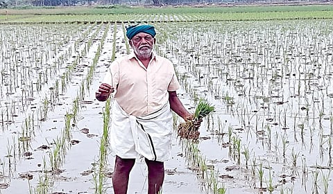 ஆலங்குடி பெருமாளுக்கு அங்கீகாரம் எப்போது? - கால் கிலோ விதை நெல்லில் ஒரு ஏக்கர் சாகுபடி