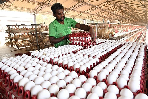 வரலாற்றில் மிக அதிகபட்சமாக நாமக்கல்லில் முட்டை கொள்முதல் விலை 595 பைசாவாக உயர்வு