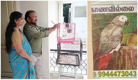 வெளிநாட்டு கிரே பேரட் மாயம் - நாமக்கல்லில் போஸ்டர் அடித்து தேடும் எல்ஐசி ஊழியர்!