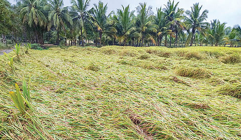 காவிரிப் படுகை குறுவைச் சாகுபடியின் மறுபக்கம்