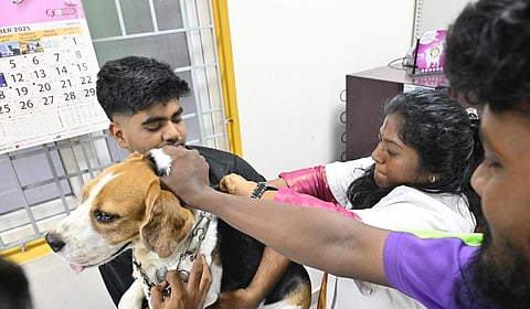 செல்லப் பிராணிகளுக்கான உரிமம் பெற காலக்கெடு டிச.14-ம் தேதி வரை நீட்டிப்பு: சென்னை மாநகராட்சி அறிவிப்பு