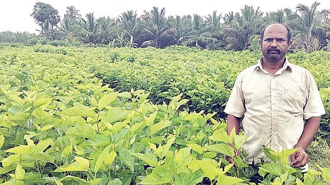 விருதுநகர் அருகே அழகாபுரியில் மல்பெரி தோட்டத்தில் ரமேஷ்.