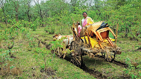 மகாராஷ்டிரத்தின் தடோபா புலி சரணாலயத்தின் நவேகாவ்வில் ஒரு இடப்பெயர்வு | படங்கள்: செந்தில்குமரன் |