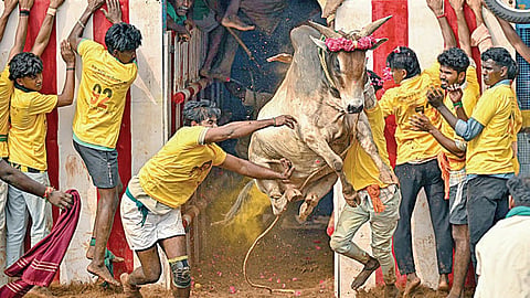 புதுக்கோட்டை மாவட்டம் தச்சங்குறிச்சியில் நேற்று நடைபெற்ற ஜல்லிக்கட்டில் காளையை அடக்க முயன்ற வீரர்கள்.