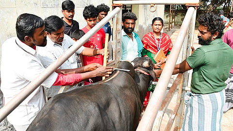 அவனியாபுரத்தில் ஜல்லிக்கட்டு காளைகளுக்கான மருத்துவப் பரிசோதனை மேற்கொண்ட கால்நடை மருத்துவர்கள். | படம்: எஸ்.கிருஷ்ணமூர்த்தி |