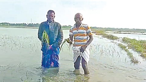 நாகை அருகேயுள்ள மகிழி கிராமத்தில் மழைநீரில் மூழ்கிஉள்ள தாளடி பயிரை காண்பிக்கும் விவசாயிகள்.