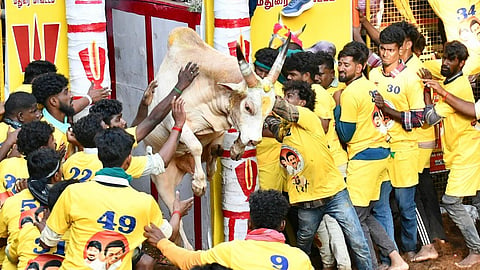 அவனியாபுரம் ஜல்லிக்கட்டு கோலாகலம்: வாடிவாசலில் சீறிப்பாயும் காளைகளை அடக்கும் காளையர்கள்!