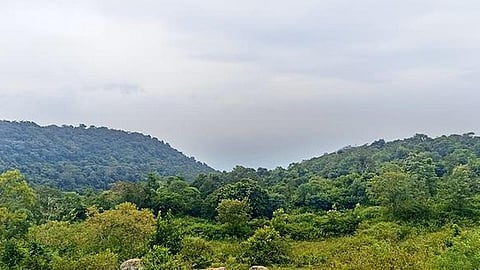 காடுகள் பெருகி பசுமை செழிக்கட்டும்!