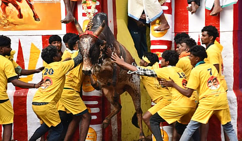அலங்காநல்லூர் ஜல்லிக்கட்டு கோலாகலம்: துள்ளிப் பாயும் காளைகள்... அடக்கி அசத்தும் வீரர்கள்!