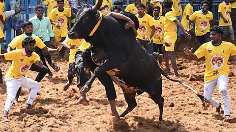 3,000 காளைகள், 1,800 மாடுபிடி வீரர்கள்... எப்படி இருந்தது மதுரை ஜல்லிக்கட்டு திருவிழாக்கள்?