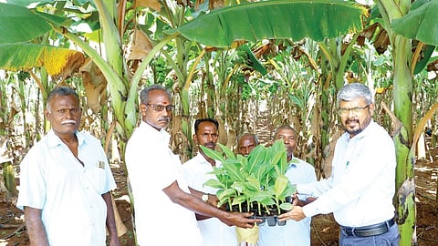 காவேரி பூவன் கன்றுகளை ஆராய்ச்சித் திடல் வளர்ப்புக்காக விவசாயிகளுக்கு வழங்கிய இயக்குநர் ஆர்.செல்வராஜன்.
