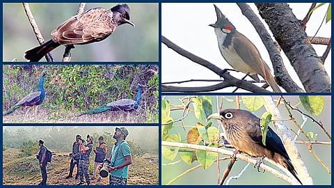 அஞ்சூர். வல்லம் பகுதியில் உள்ள காடுகளில் மயில்கள் உள்ளிட்ட பல்வேறு பறவைகளை கணக்கெடுத்த தன்னார்வலர்கள்.