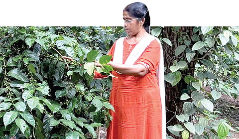 ஏற்காடு செம்மநத்தத்தில் உள்ள தோட்டத்தில், காபி, மிளகு பயிர்களுடன் இயற்கை விவசாயி பிரேமலதா.