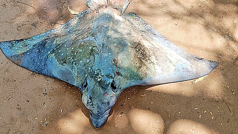 பாம்பன் மீனவர்கள் வலையில் பிடிபட்ட குருவி திருக்கை