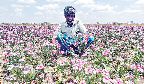 நித்திய கல்யாணியில் நிறைய லாபம்