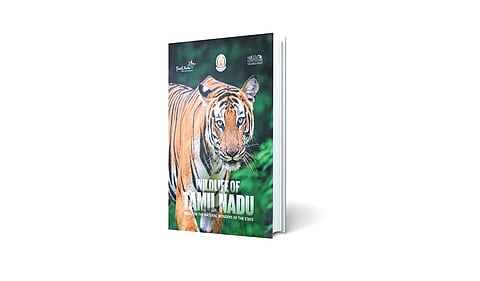 இயற்கை நிலப்பரப்புகளின் காட்சிப்பூர்வமான பயணம்