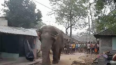 வாக்குப்பதிவு மையத்துக்கு வந்த காட்டு யானை! - மேற்கு வங்க தேர்தல் சுவாரஸ்யம்