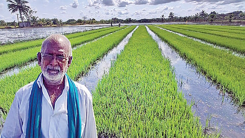 ஏராகம் கிராமத்தில் சாகுபடி செய்யப்பட்டுள்ள நிழல் வலை நாற்றங்கால் | விவசாயி சாமிநாதன்