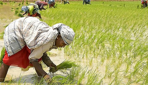 வேளாண் விளைபொருட்கள் விலை மறுஆய்வு செய்ய வேண்டும்: விவசாயிகள் சங்கம் கோரிக்கை