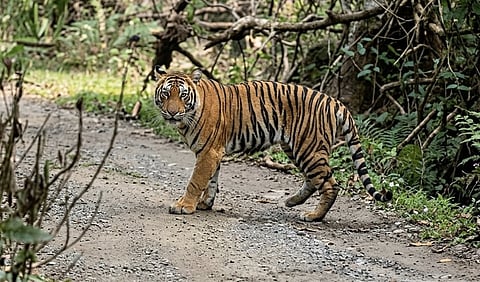 கொடைக்கானல் பேரிஜம் ஏரி பகுதியில் புலிகள் நடமாட்டம்: சுற்றுலா பயணிகள் செல்ல தடை