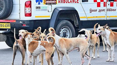 ஒரே நாளில் 18 பேரை தெரு நாய் கடித்ததன் எதிரொலி: காக்களூர், புட்லூரில் 75 நாய்களுக்கு ரேபிஸ் தடுப்பூசி
