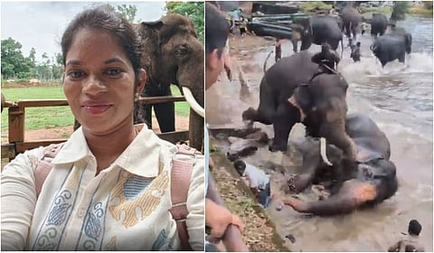 குடகில் யானைகள் சண்டையில் சிக்கி சென்னை பெண் உயிரிழப்பு