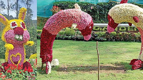 கொடைக்கானல் ரோஜா பூங்காவில் ரோஜா மற்றும் கிரை சாந்திமம் மலர்களால் அமைக்கப்பட்டுள்ள கார்ட்டூன் முயல், டால்பின்கள்.