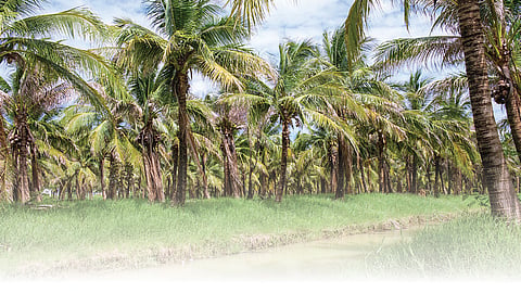 மகசூலைப் பெருக்கும் இயற்கை முறை தென்னை சாகுபடி | இயற்கை விவசாயத்தை நம்புவோம்