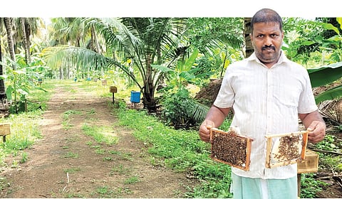 தேனீ வளர்ப்புப் பெட்டி உள்ள தோட்டத்தில் விவேகானந்தன்