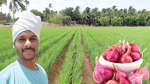 இயற்கை முறையில் வெங்காய சாகுபடி: அதிக மகசூல் எடுத்த விவசாயிகளின் வெற்றிக் கதை | இயற்கை விவசாயத்தை நம்புவோம்