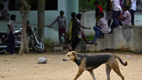கல்வி நிறுவனங்கள், மருத்துவமனைகளில் சுற்றித்திரியும் நாய்களை அப்புறப்படுத்த முன்னுரிமை: ஐகோர்ட் உத்தரவு