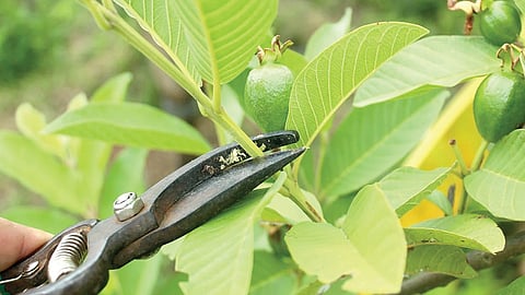 தோட்டக்கலை சாகுபடியின் வெற்றிக்கு உதவும் கவாத்து