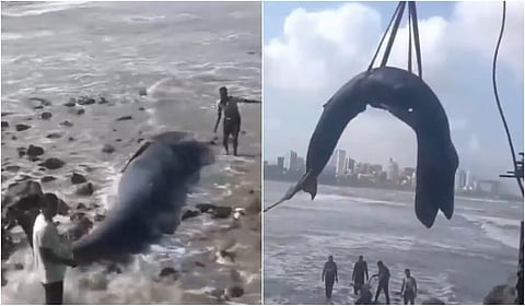 மும்பையில் கரை ஒதுங்கிய திமிங்கலம் குட்டி உயிரிழப்பு