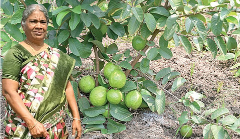 இயற்கை முறையில் கொய்யா சாகுபடி: வழிகாட்டியாகத் திகழும் புதுக்கோட்டை பெண் விவசாயி | இயற்கை விவசாயத்தை நம்புவோம்