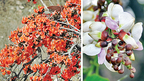 புரச மலர் படம்: குஞ்சன் | புரச மலர் படம்: குஞ்சன்