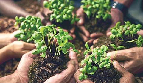 மண்ணின் வளமும் உற்பத்தித்திறனும்