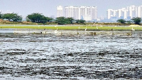 பள்ளிக்கரணை, நெம்மேலி எதிர்கொள்ளும் அச்சுறுத்தல்கள்