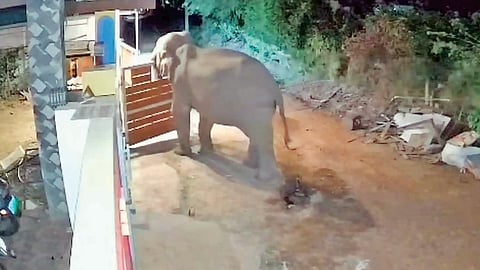 கோவை அருகே பெரிய தடாகம் பகுதியில் ஒரு வீட்டின் உள்ளே செல்வதற்காக முன்புற கேட்டை லாவகமாக திறந்த காட்டு யானை.