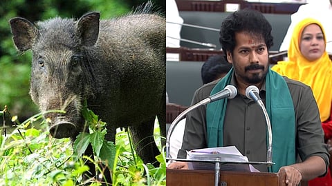 காட்டுப்பன்றிகள் சேதத் தடுப்பு திட்டம்: வேளாண் பட்ஜெட்டில் வெளியான முக்கிய அறிவிப்பு