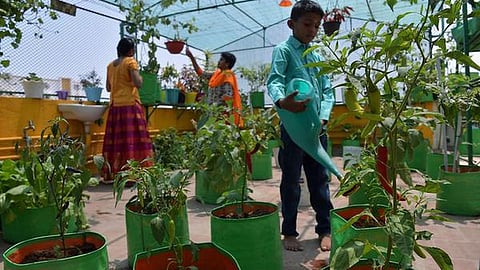 ‘வெற்றி இல்லத்தரசி வீட்டுத் தோட்டம் திட்டம்’ - வேளாண் பட்ஜெட்டில் அறிவிப்பு