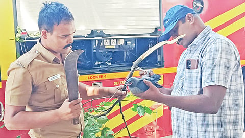 ஓசூரில் நைலான் நூலில் கால் சிக்கி பறக்க முடியாமல் தவித்த காகத்தை மரக்கிளையை வெட்டி மீட்கும் தீயணைப்பு வீரர்கள்.