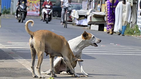மாநகராட்சி சார்பில் சிறப்பு முகாம்கள் மூலம் 2 லட்சம் தெரு நாய்களுக்கு ரேபிஸ் தடுப்பூசி செலுத்த இலக்கு