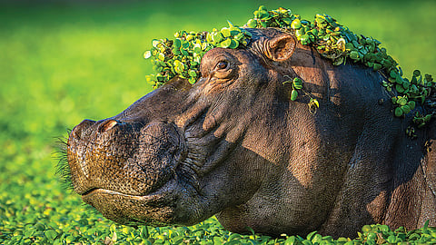 இயற்கைச் சிரிப்பு!