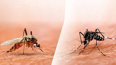 சாதாரணக் கொசு, டெங்குக் கொசு