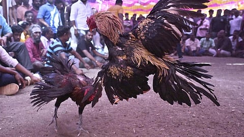 சேவல் சண்டையை முறைப்படுத்தவே சுற்றறிக்கை; தமிழகத்தில் தடை விதிக்கப்படவில்லை: உயர் நீதிமன்றத்தில் டிஜிபி தரப்பில் அறிக்கை