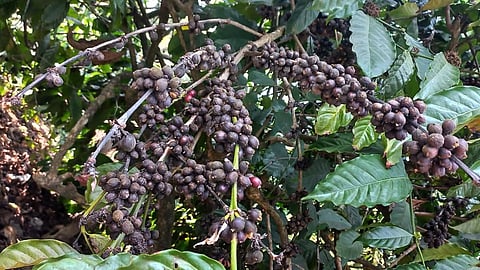 ஏற்காட்டில் காஃபி விளைச்சல் உயர்வு - விற்பனையும் அமோகம்
