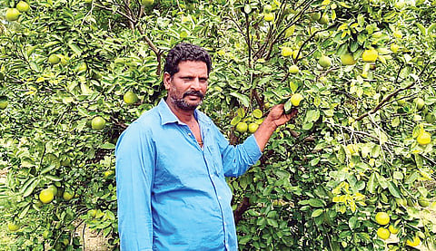 சாத்துக்குடி தோட்டத்தில் சக்திவேல்.